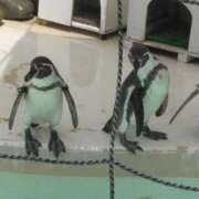 ヒメ日記 2025/11/19 09:48 投稿 そよこ 熟女の風俗最終章 高崎店