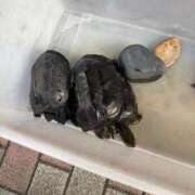 ヒメ日記 2026/01/06 02:37 投稿 ひとみ One More 奥様　五反田店