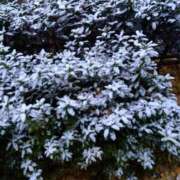 みどり 15時スタート🎉 熟女の風俗最終章 新宿店