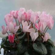 しず 3/15はありがとうございました 即アポ奥さん ～津・松阪店～