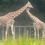 ヒメ日記 2025/08/10 07:10 投稿 りす ドリーム水戸