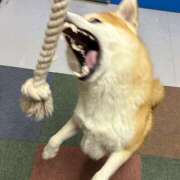 ヒメ日記 2025/12/26 20:40 投稿 りす ドリーム水戸