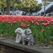 ヒメ日記 2025/06/03 13:26 投稿 玲 熟女の風俗最終章 新横浜店