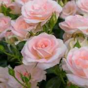 ヒメ日記 2025/06/02 14:49 投稿 川上りこ おいしい人妻熟女