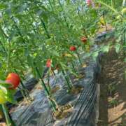 ヒメ日記 2025/07/29 20:48 投稿 川上りこ おいしい人妻熟女