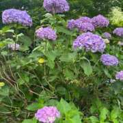 ヒメ日記 2025/06/27 09:24 投稿 カヲル とある風俗店♡やりすぎさーくる新宿大久保店♡で色んな無料オプションしてみました