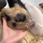 カヲル 🩷150分のお兄様🩷 とある風俗店♡やりすぎさーくる新宿大久保店♡で色んな無料オプションしてみました