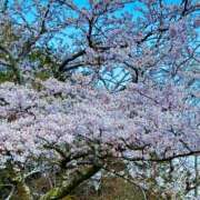 ヒメ日記 2026/04/04 21:14 投稿 国広 怜(くにひろれい) 五十路マダムエクスプレス厚木店(カサブランカグループ)