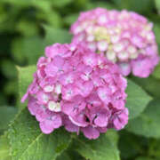 ヒメ日記 2025/06/15 20:51 投稿 白井 メンズボディSPA 小山