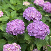 ヒメ日記 2025/07/03 21:38 投稿 白井 メンズボディSPA 小山