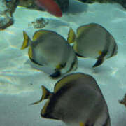 ヒメ日記 2025/08/25 09:38 投稿 白井 メンズボディSPA 小山