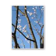 ヒメ日記 2026/03/21 09:14 投稿 白井 メンズボディSPA 小山