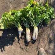 ヒメ日記 2026/01/12 09:06 投稿 川上りこ おいしい奥様