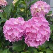 ヒメ日記 2025/06/03 19:45 投稿 あみか 奥様鉄道69 東京店