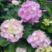 ヒメ日記 2025/06/04 09:35 投稿 あみか 奥様鉄道69 東京店