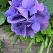 ヒメ日記 2025/06/19 14:55 投稿 あみか 奥様鉄道69 東京店