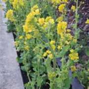 ヒメ日記 2025/03/20 09:31 投稿 まりこ 新橋Sweets（スウィーツ）