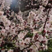 ヒメ日記 2026/03/03 01:28 投稿 櫻井 玲子 白夜