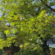 ヒメ日記 2026/05/01 16:26 投稿 櫻井 玲子 白夜