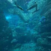 ヒメ日記 2025/07/13 16:12 投稿 みらい 横浜プラチナ（ユメオト）