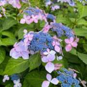 ヒメ日記 2025/06/12 21:32 投稿 あいか お姉京都