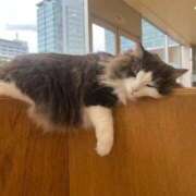 ヒメ日記 2025/10/27 19:18 投稿 あいか お姉京都