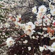 ヒメ日記 2026/02/26 20:33 投稿 いちか 吉原ファーストレディ