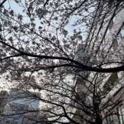 ヒメ日記 2026/03/30 23:16 投稿 いちか 吉原ファーストレディ