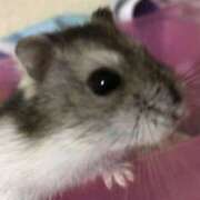 ヒメ日記 2025/08/03 23:13 投稿 れもん 新横浜ちゃんこ