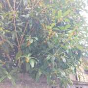 ヒメ日記 2025/10/13 00:53 投稿 アンナ 三重四日市ちゃんこ