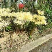 ヒメ日記 2026/02/07 13:21 投稿 アンナ 三重四日市ちゃんこ