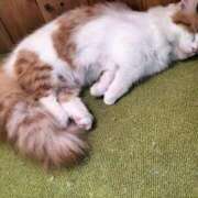 ヒメ日記 2026/03/29 08:51 投稿 アンナ 三重四日市ちゃんこ