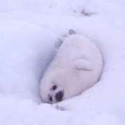 ねむ 女の子到来！ ちゃんこ東大阪 布施・長田店