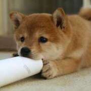 ヒメ日記 2025/10/26 12:33 投稿 つぐみ 人妻こゆびの約束久喜店