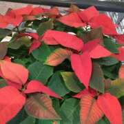 ヒメ日記 2025/11/20 10:01 投稿 つぐみ 人妻こゆびの約束久喜店