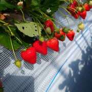 ヒメ日記 2026/02/20 00:08 投稿 つぐみ 人妻こゆびの約束久喜店