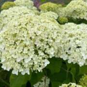 ヒメ日記 2025/06/09 21:08 投稿 時雨みかな セレブ Rex