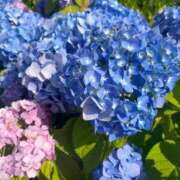 ヒメ日記 2025/06/11 09:53 投稿 時雨みかな セレブ Rex