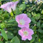 ヒメ日記 2025/07/07 08:33 投稿 時雨みかな セレブ Rex