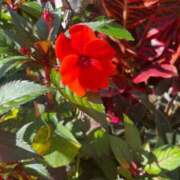 ヒメ日記 2025/07/14 09:05 投稿 時雨みかな セレブ Rex