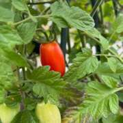 ヒメ日記 2025/07/23 09:34 投稿 時雨みかな セレブ Rex