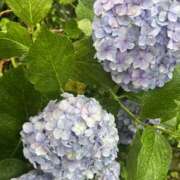 ヒメ日記 2025/06/19 19:44 投稿 さき 横浜ミセスアロマ（ユメオト）