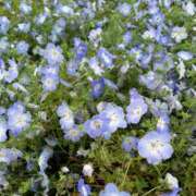 ヒメ日記 2025/06/07 12:17 投稿 にこ 木更津人妻花壇