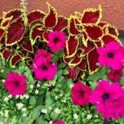 ヒメ日記 2025/06/08 12:48 投稿 にこ 木更津人妻花壇