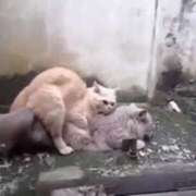 ヒメ日記 2025/07/14 17:35 投稿 ときこ ラブ・アンド・ラブ