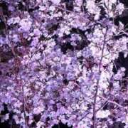 ヒメ日記 2026/04/07 23:43 投稿 いるか 熟女の風俗最終章 立川店