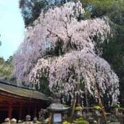 ヒメ日記 2026/04/09 10:02 投稿 雨取　ちか エテルナ彦根