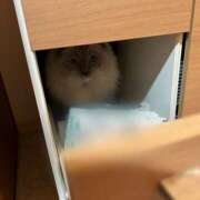 ヒメ日記 2025/08/08 18:14 投稿 心愛(ここあ)【トキメキ巨乳】 美魔女コレクション別府店