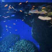 ヒメ日記 2025/08/08 20:49 投稿 にこる スリーパラダイス