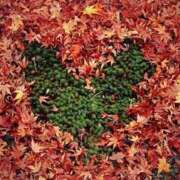 せいか もう(ﾟдﾟ)！ 春日部人妻花壇